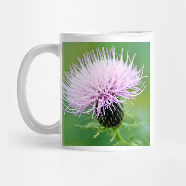 Thistle by croper